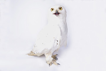 Snowy owl, Bubo scandiacus