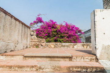 Blooming bush in the Convent of the Mercedarians (Convento de La Merced) in Antigua, Guatemala