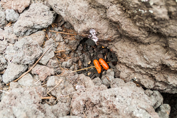 Roasting sausages at the lava field of Pacaya volcano, Guatemala