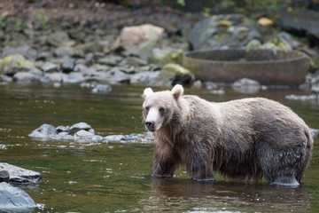 Brown Bear hunting salmon