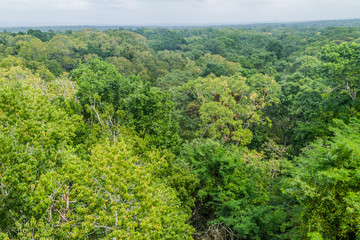 Fototapeta na wymiar Jungle near the archaeological site Yaxha, Guatemala