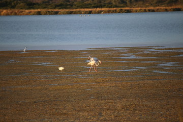 Vendicari, riserva naturale
