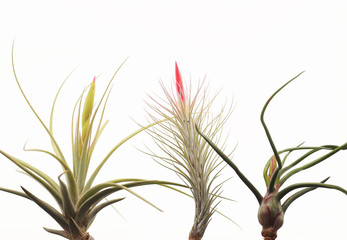 Tillandsia