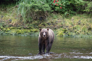 Obraz na płótnie Canvas Brown Bear hunting salmon