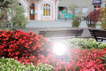 Kolorowe kwiaty na rynku w Gostynie oświetlone lampą.
