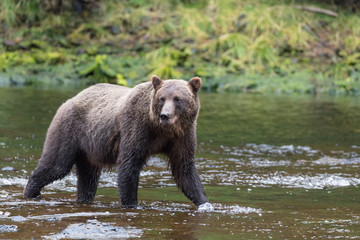 Brown Bear hunting salmon