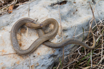 Dead Freminville's Scorpion-eating Snake (Stenorrhina freminvillei), northwestern Guatemala