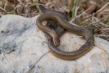 Dead Freminville's Scorpion-eating Snake (Stenorrhina freminvillei), northwestern Guatemala
