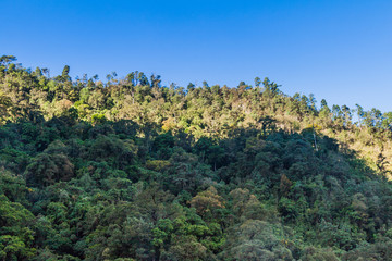 Fototapeta na wymiar Forest in guatemalan mountains near Quetzaltenango