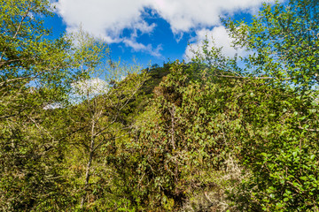 Cloud forest covering San Pedro volcano, Guatemala