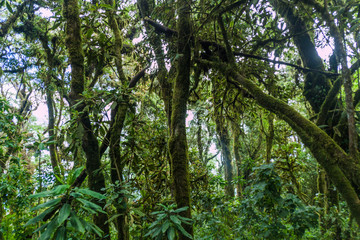 Cloud forest covering San Pedro volcano, Guatemala