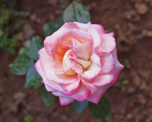 pink rose top view closeup in the gardens