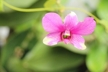 Orchid flower at beautiful in the nature