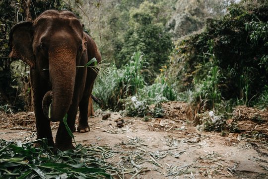 Elephants at a Reserve