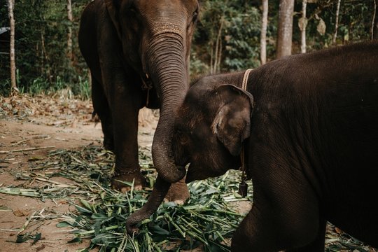 Elephants at a Reserve