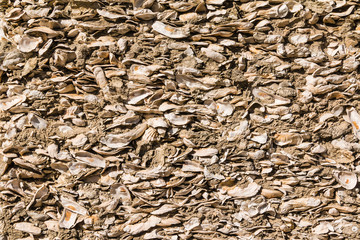Texture of wall made up of seashells with cement