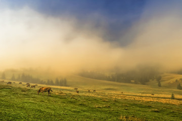 Cows graze on green hills. Carpathians, Ukraine