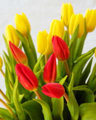 red and yellow tulips on pale white background