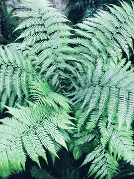 Fern leaves in a forest