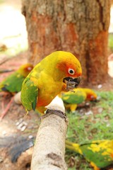 Macore bird parrot beautiful in the zoo