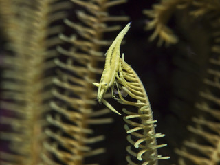 Crinoid Commensal Shrimp (Laomenes sp.)
