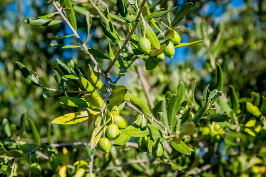 Olives et olivier dans le sud de la France