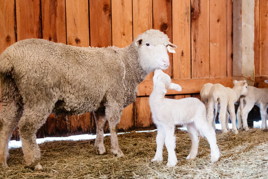 Newborn lamb giving her mother affection.