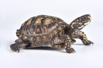 Eastern box turtle, Terrapene carolina carolina