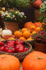 Variaty of colorful pumpkins on seasonal farmer`s market