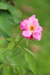 Beautiful roses is blooming in the garden