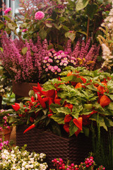 Decorative pepper on autumnal seasonal farmer`s market
