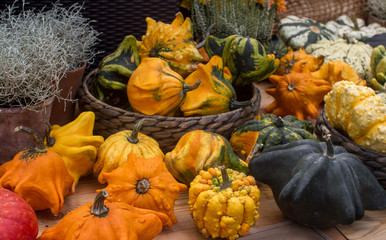 Variaty of strange decorative Haloween pumpkins on seasonal farmer`s market