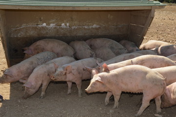 Pigs in their surroundings
