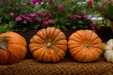 Variaty of colorful pumpkins on seasonal farmer`s market