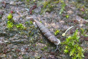 Schnecken