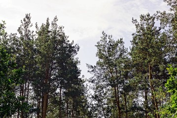 кроны сосновых деревьев на фоне неба и облаков © butus