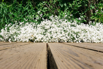 white flower blossom grass wooden plank leading lines