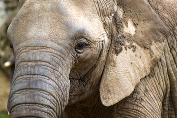 Fototapeta premium elephant