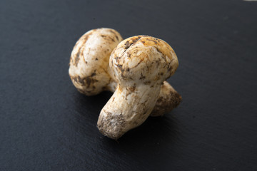 isolated matsutake mushroom