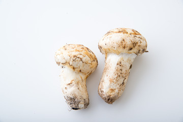 isolated matsutake mushroom