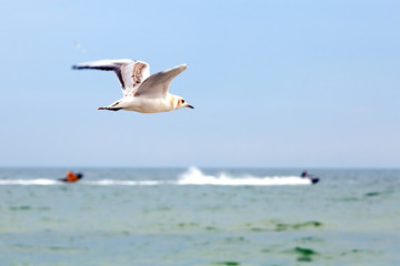 Fototapeta na wymiar Gull and sea scooter