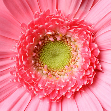 Heart of a pink gerbera flower