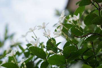 white pud flower blue sky sun light morning