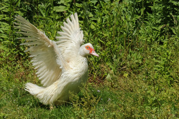 Weiße Moschusente schlägt mit den Flügeln, Cairina moschata