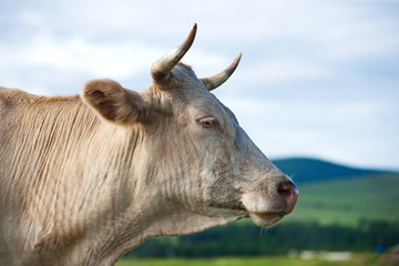 Portrait of Cow on  Alpine  Ecologically Clean Pasture in Summer Day