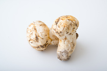 isolated matsutake mushroom