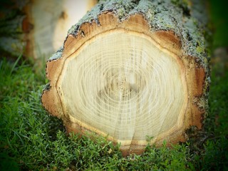 Jahresringe eines frisch gerodeten Baums