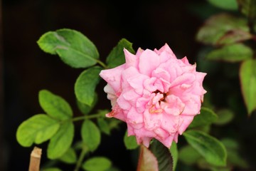 Obraz premium Beautiful roses is blooming in the garden