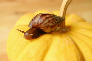 Close-up of a brown stripe shell snail climbing on the bright yellow pumpkin 