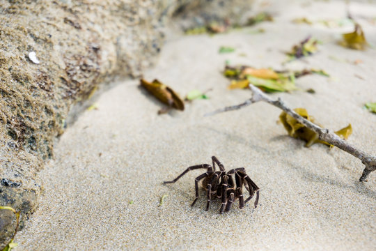 Tarantula spider sits on the sand